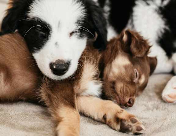 a black and white dog laying next to two puppies