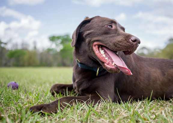 a chocolate labrador retriever dog laying in the grass