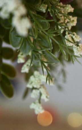 A close up of a plant with white flowers.
