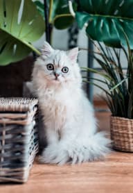 a white cat sitting on the floor next to some plants