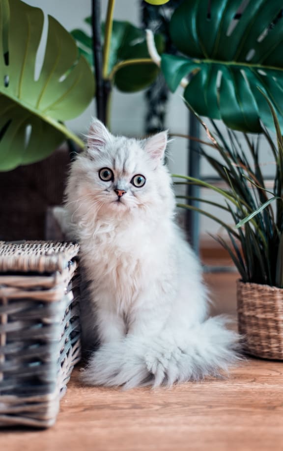 a white cat with blue eyes sitting on the floor next to a basket and a plant