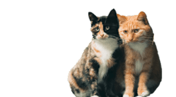 Two cats, one black and white and the other orange, are sitting together. at The Pointe, LaVista, Nebraska