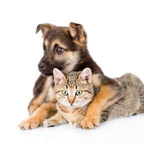 A small dog and a cat are sitting together.