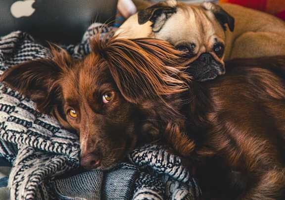 A brown dog at The Crest at Elm Tree, Pennsylvania