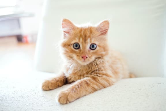 an orange and white kitten laying on the floor