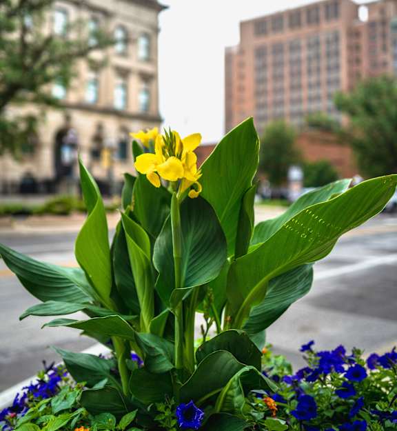 A yellow flower in the foreground with a building in the background