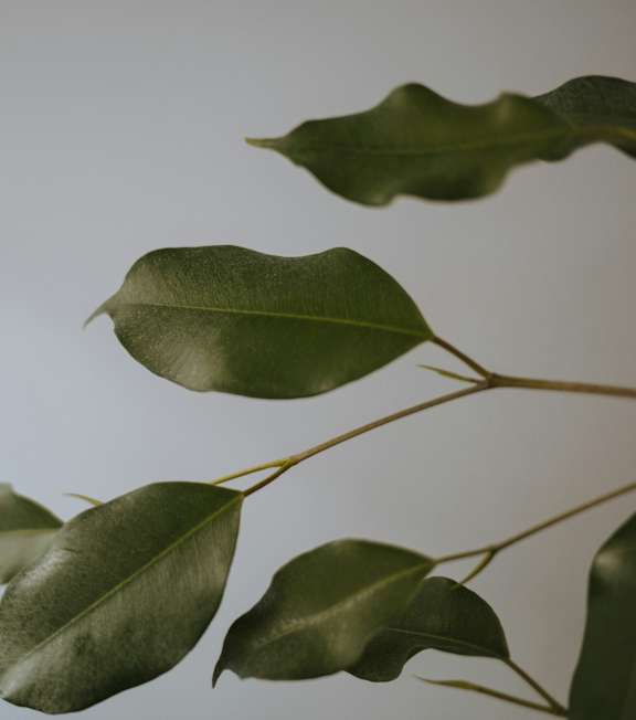A branch with green leaves against a grey background.
