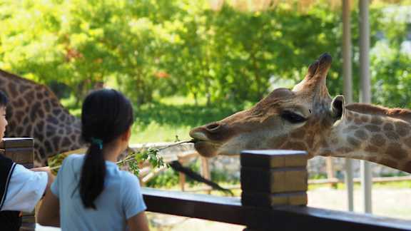 a girl feeding a giraffe at the zoo