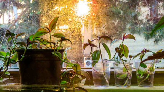 a row of potted plants sitting on a window sill