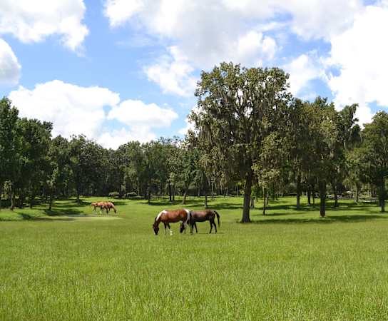 horses grazing in the pasture at Estates at Heathbrook, Ocala, Florida