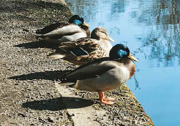 three ducks standing on the edge of a pond