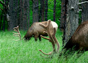 Thumbnail 2 of 16 - Rocky Mountain elk at Red Rock Apartments, South Dakota