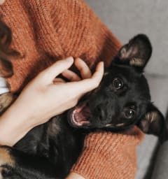 a woman is petting a black dog on her lap