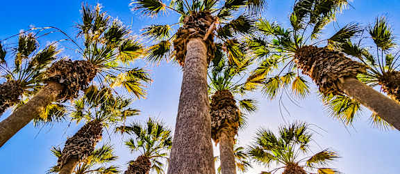 A group of tall palm trees reach up to the sky.