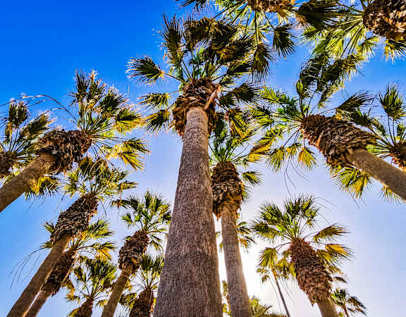 A group of tall palm trees reach up to the sky.