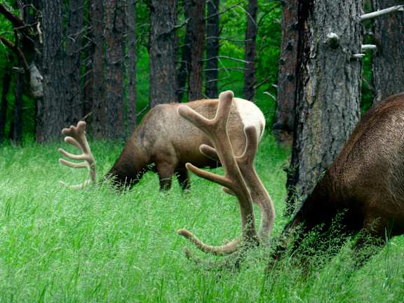 Rocky Mountain elk at Red Rock Apartments, South Dakota