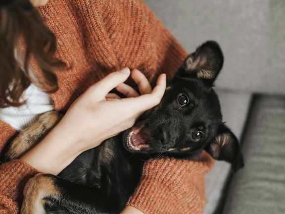 A person is petting a black dog wrapped in an orange blanket.