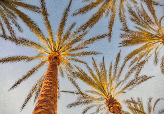 looking up at palm trees against a blue sky