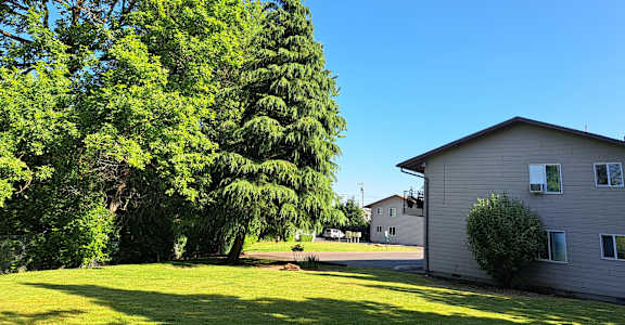 a house with a large yard and a large tree in front of it