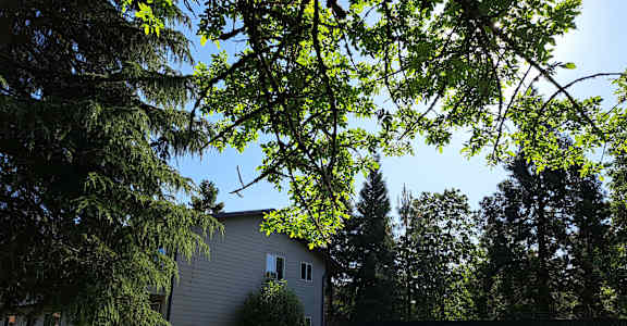 a backyard with a white house and trees with green grass