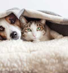 A cat and a dog are peeking out from under a blanket.