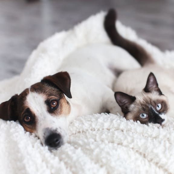 a dog and a cat laying on a blanket