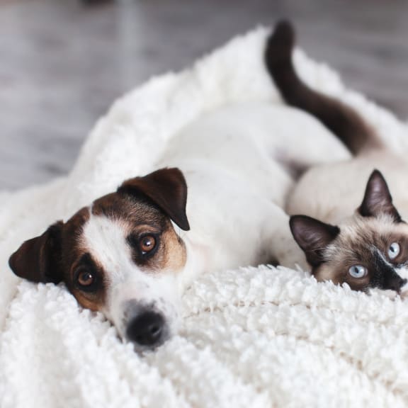a dog and a cat laying on a blanket