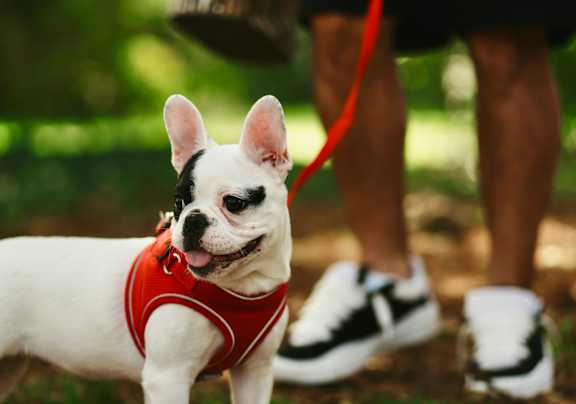 A woman is walking her dog on a paved path in a park.