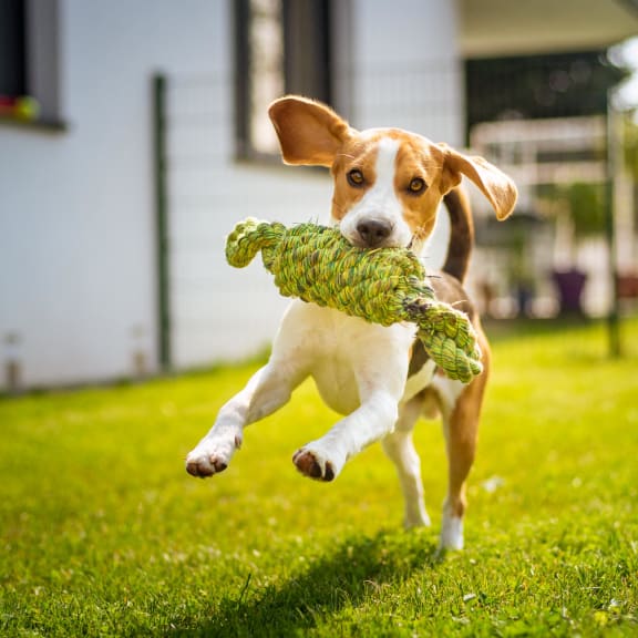 a brown and white dog running with a toy in its mouth