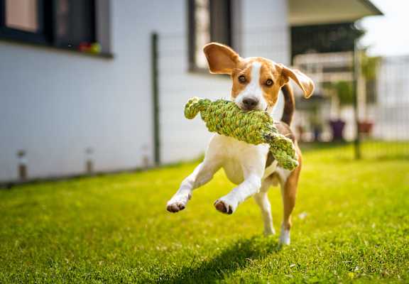 a brown and white dog running with a toy in its mouth
