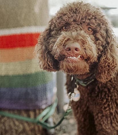 a brown dog standing next to a blanket