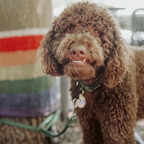 A brown Goldendoodle smiling at the camera.