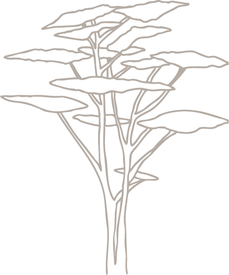 A white line drawing of a tree with no leaves.