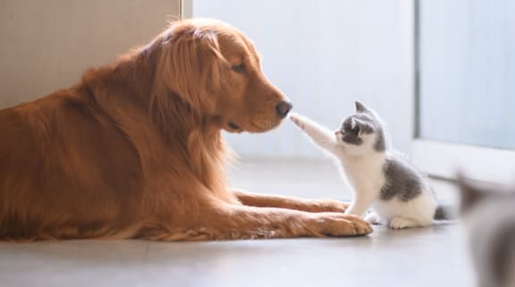 a cat and a dog playing with each other