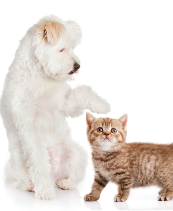 a puppy and a cat standing up against each other