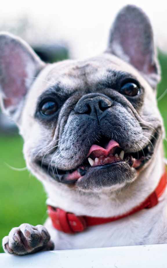 A French Bulldog with a red collar is peeking over a white surface.