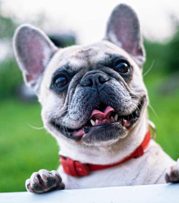 A French Bulldog with a red collar is peeking over a white surface.at The Edison at Spirit, Lakeville, MN 55044