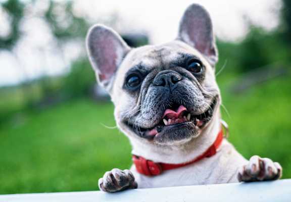 A French Bulldog with a red collar is peeking over a white surface.