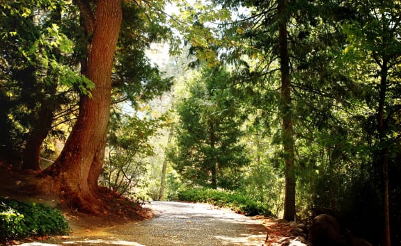 a dirt road through a forest with trees at Telka Apartments, Silverdale, 98383
