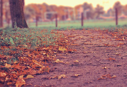 a path covered in leaves next to a tree