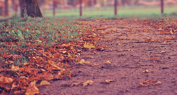 A path covered in fallen leaves leads through a grassy field.