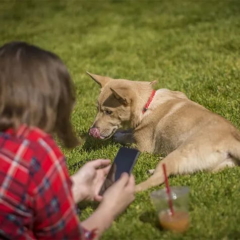 a person taking a picture of a dog on a cell phone
