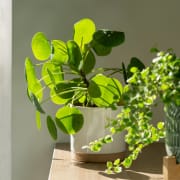a potted plant on a table with other plants
