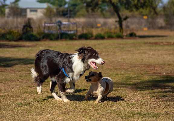 two dogs running in a field