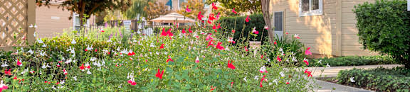 A bush with red flowers is in the foreground of a residential area.