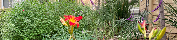 A red and yellow flower in front of a tan building.