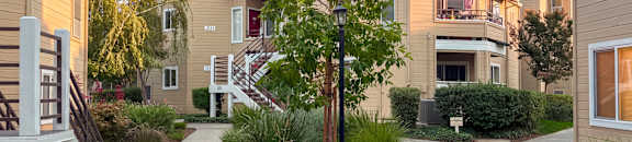 A tree in a courtyard surrounded by houses.