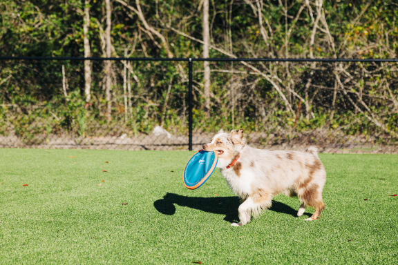 a dog running with a frisbee in its mouth