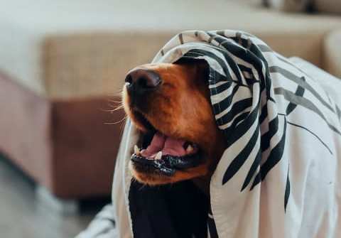 A dog wrapped in a zebra print blanket.