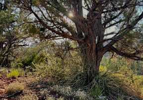 A tree in a desert with the sun shining through it.